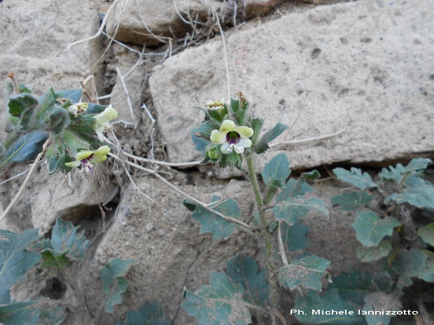 Ganzaria (CT) : Hyochyamus albus